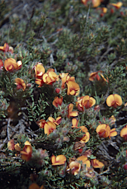 APII jpeg image of Pultenaea subspicata  © contact APII