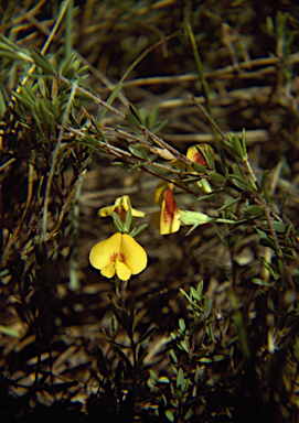 APII jpeg image of Pultenaea tenella  © contact APII