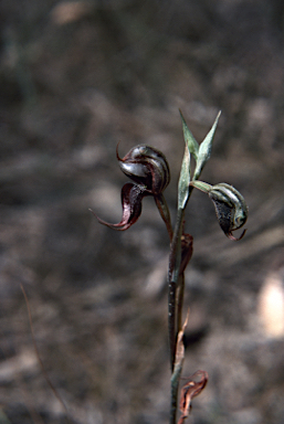 APII jpeg image of Pterostylis boormanii  © contact APII