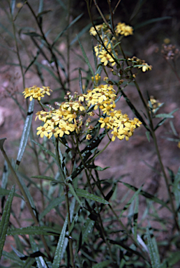 APII jpeg image of Senecio hypoleucus  © contact APII