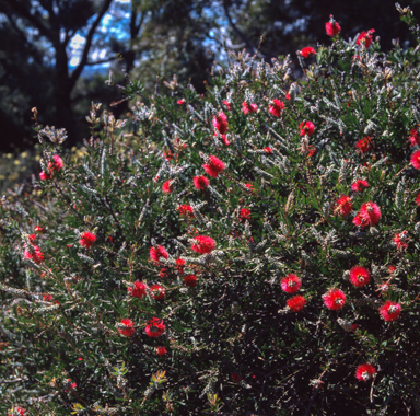 APII jpeg image of Callistemon citrinus  © contact APII