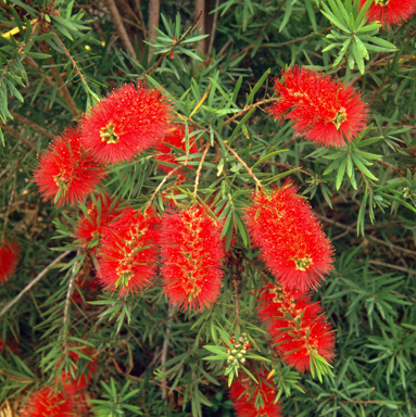APII jpeg image of Callistemon viminalis  © contact APII