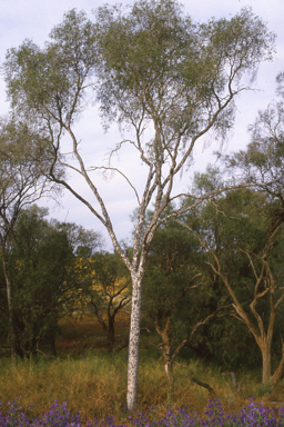 APII jpeg image of Flindersia maculosa  © contact APII