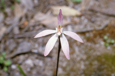 APII jpeg image of Caladenia fuscata  © contact APII