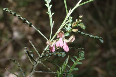 APII jpeg image of Indigofera adesmiifolia  © contact APII