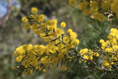 APII jpeg image of Acacia paradoxa  © contact APII