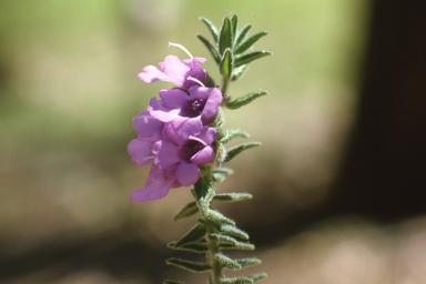 APII jpeg image of Prostanthera granitica  © contact APII