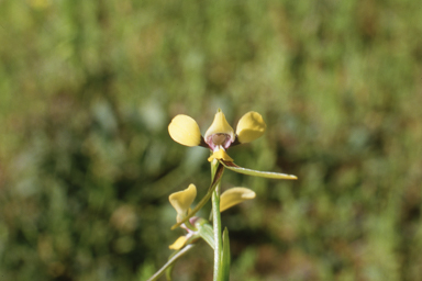 APII jpeg image of Diuris tricolor  © contact APII