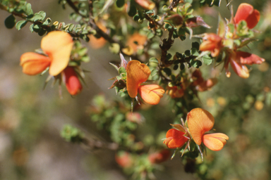 APII jpeg image of Pultenaea foliolosa  © contact APII