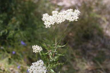 APII jpeg image of Conospermum taxifolium  © contact APII