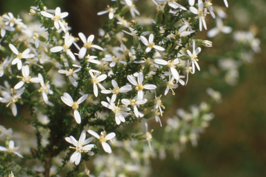 APII jpeg image of Olearia ramulosa  © contact APII