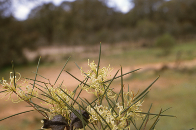 APII jpeg image of Hakea tephrosperma  © contact APII