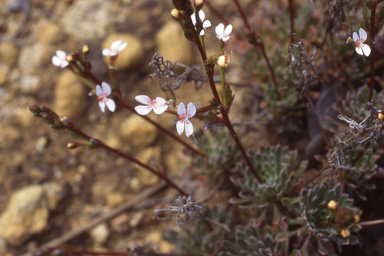 APII jpeg image of Stylidium coroniforme  © contact APII