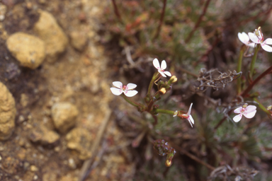 APII jpeg image of Stylidium coroniforme  © contact APII