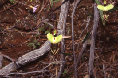 APII jpeg image of Caladenia roeii  © contact APII