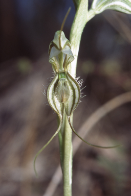 APII jpeg image of Pterostylis planulata  © contact APII