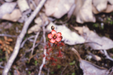 APII jpeg image of Drosera microphylla  © contact APII