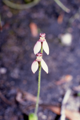 APII jpeg image of Eriochilus scaber subsp. scaber  © contact APII