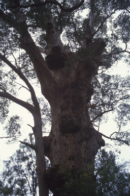 APII jpeg image of Eucalyptus jacksonii  © contact APII