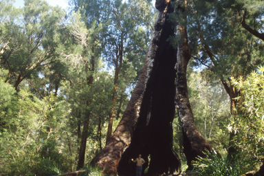 APII jpeg image of Eucalyptus jacksonii  © contact APII