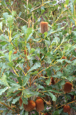 APII jpeg image of Banksia quercifolia  © contact APII