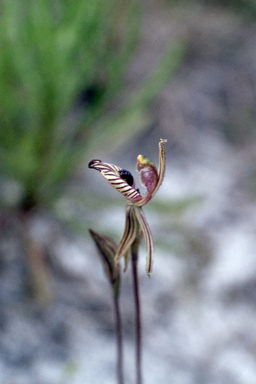 APII jpeg image of Caladenia cairnsiana  © contact APII