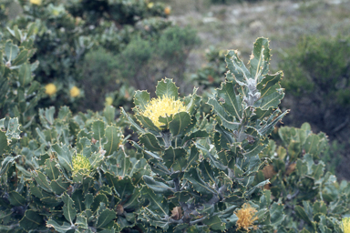 APII jpeg image of Banksia ilicifolia  © contact APII