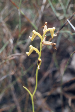 APII jpeg image of Prasophyllum parvifolium  © contact APII