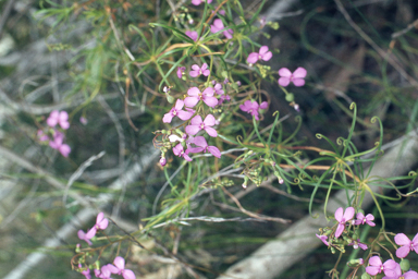 APII jpeg image of Stylidium scandens  © contact APII