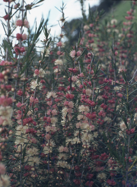 APII jpeg image of Hypocalymma angustifolium  © contact APII