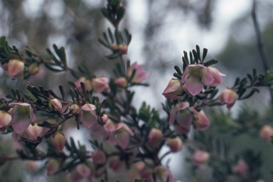 APII jpeg image of Boronia crassifolia  © contact APII