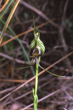 APII jpeg image of Pterostylis barbata  © contact APII