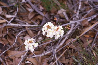 APII jpeg image of Stylidium junceum  © contact APII