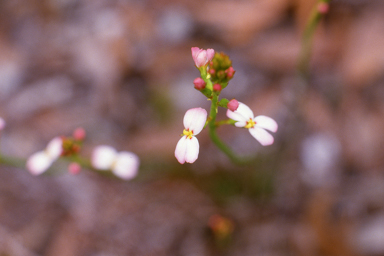 APII jpeg image of Stylidium junceum  © contact APII