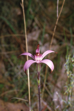 APII jpeg image of Caladenia hirta  © contact APII