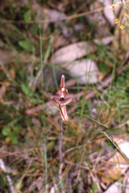 APII jpeg image of Caladenia cairnsiana  © contact APII