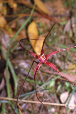 APII jpeg image of Caladenia polychroma  © contact APII