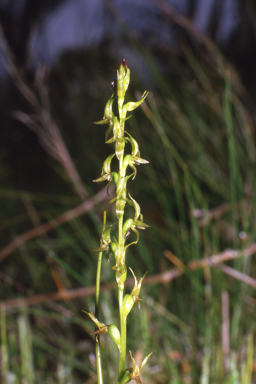 APII jpeg image of Prasophyllum gracile  © contact APII