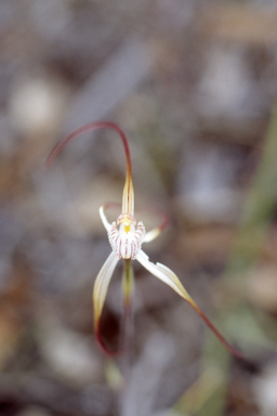 APII jpeg image of Caladenia denticulata  © contact APII