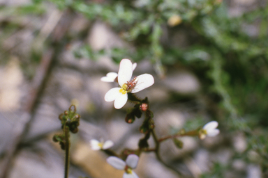 APII jpeg image of Stylidium piliferum  © contact APII