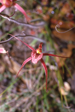 APII jpeg image of Caladenia x ericksoniae  © contact APII