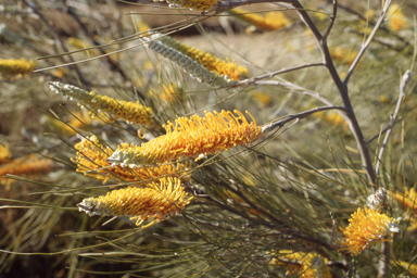 APII jpeg image of Grevillea eriostachya  © contact APII