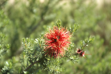 APII jpeg image of Kunzea pulchella  © contact APII