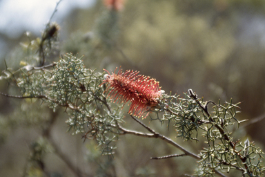 APII jpeg image of Grevillea paradoxa  © contact APII