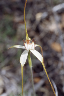 APII jpeg image of Caladenia longicauda subsp. crassa  © contact APII