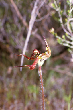 APII jpeg image of Caladenia multiclavia  © contact APII