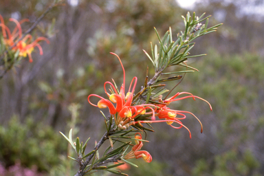 APII jpeg image of Grevillea tripartita subsp. tripartita  © contact APII