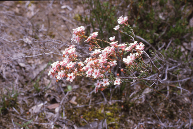 APII jpeg image of Verticordia habrantha  © contact APII