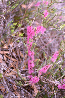 APII jpeg image of Melaleuca suberosa  © contact APII