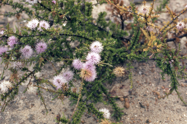 APII jpeg image of Beaufortia schaueri  © contact APII